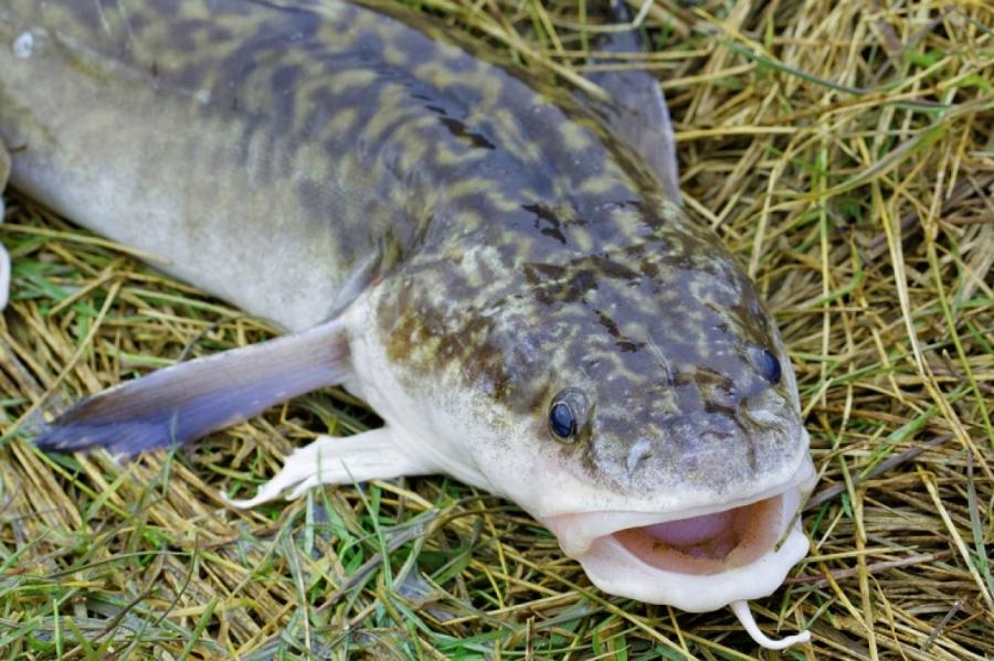 Здесь рыба есть: как в Латвии поймать налима