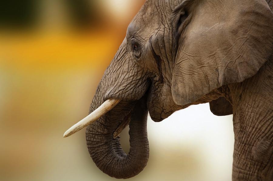 В Таиланде из-за коронавируса под угрозой оказались слоны