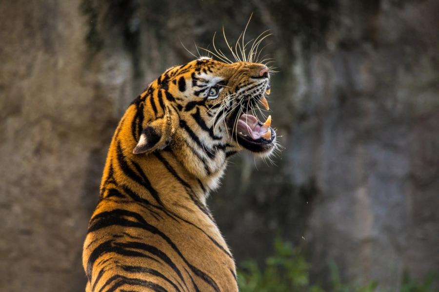 Тигрица заразилась коронавирусом в зоопарке Нью-Йорка