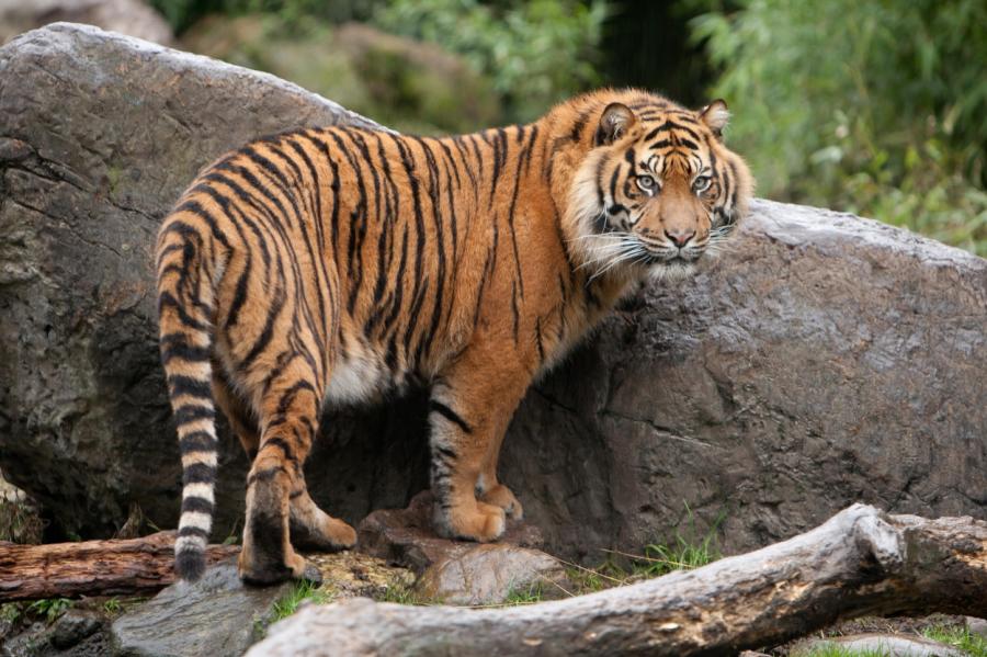 В США зафиксировали первый в мире случай заражения тигра коронавирусом