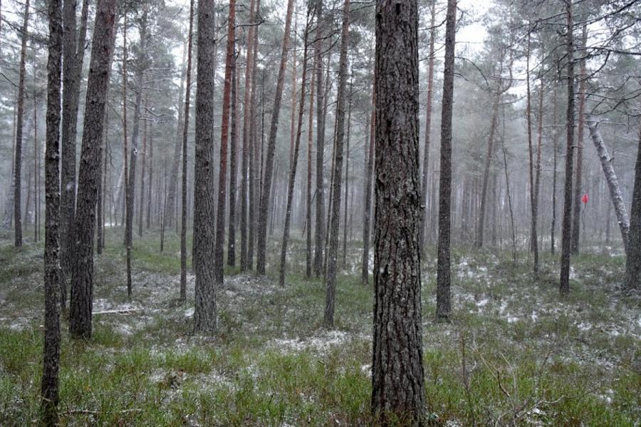 Что, опять?! Синоптики обещают в Латвии снег на следующей неделе