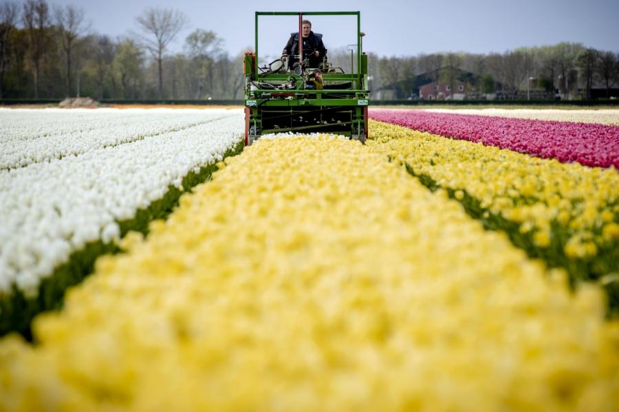В Нидерландах уничтожили миллионы тюльпанов из-за коронавируса