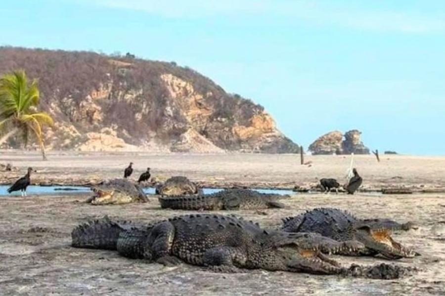 Крокодилы осмелели и стали захватывать опустевшие пляжи