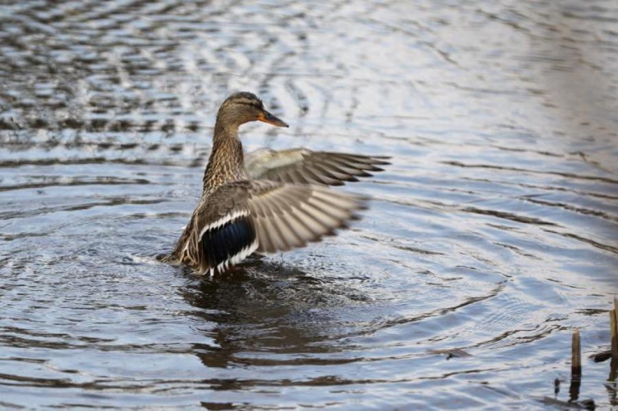 Из-за миграции птиц повысылились риски распространения птичьего гриппа