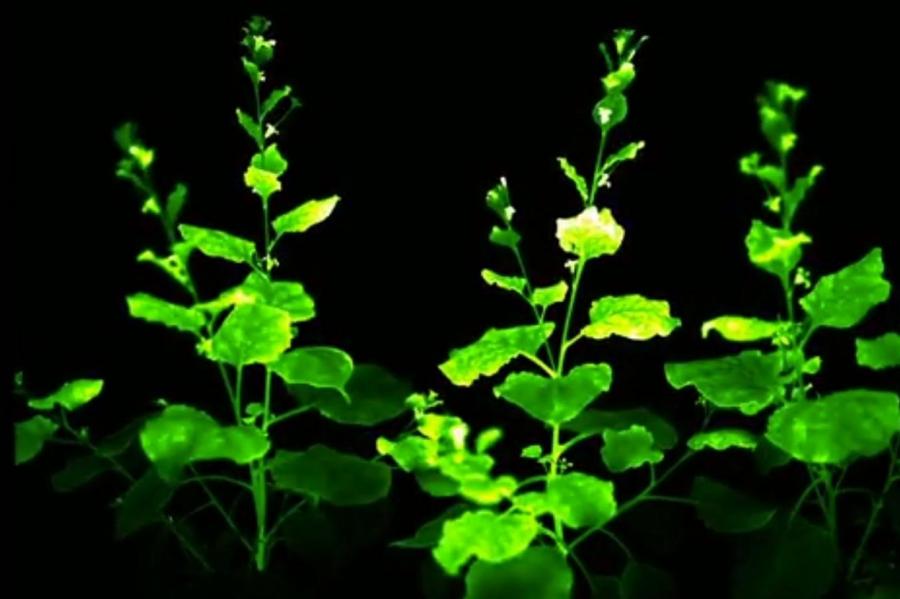 Российские ученые заставили растения светиться: завораживающее видео