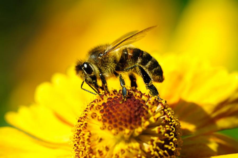 "Пчелиный Covid". Объяснили загадочное массовое исчезновение пчел