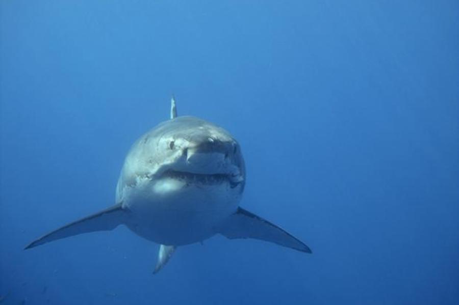 У берегов испанских курортов заметили огромных акул