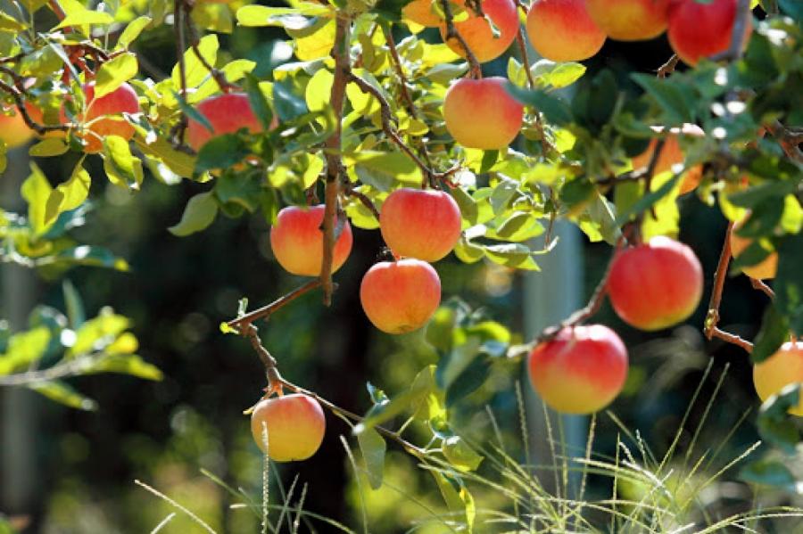 Какую яблоню посадить на участке, чтобы получить отличный урожай