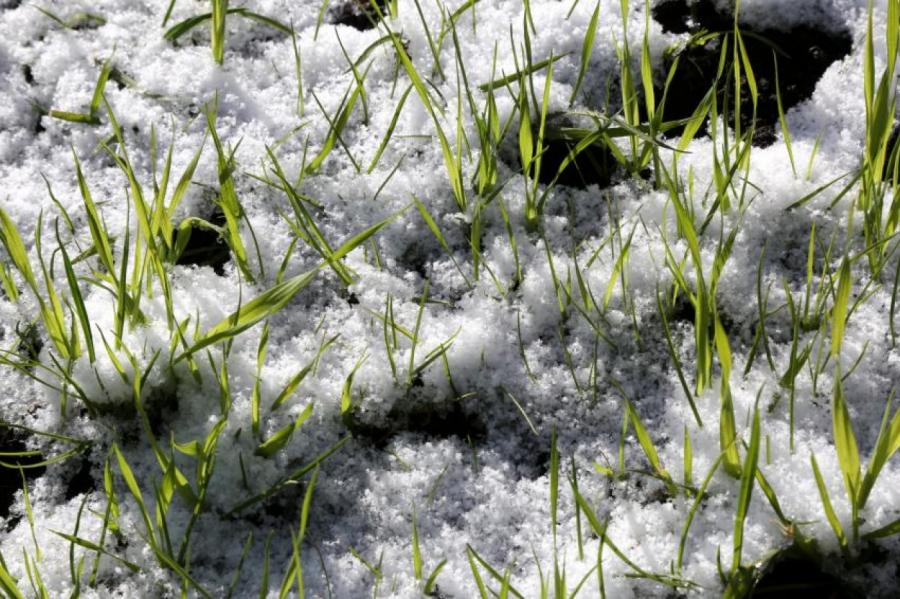 Мороз и ломающий деревья снег: прогноз погоды для Латвии неутешительный