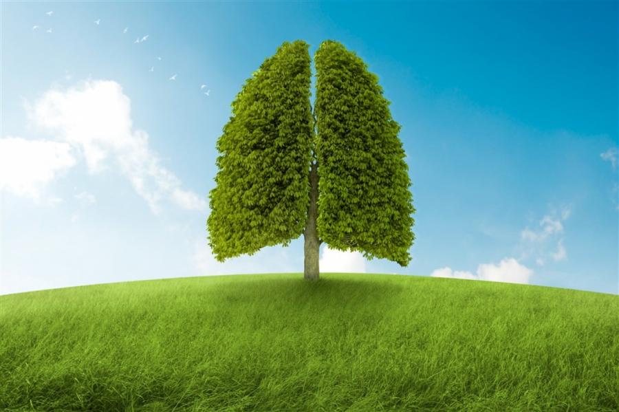 Кто будет вырабатывать кислород, если исчезнут все деревья?