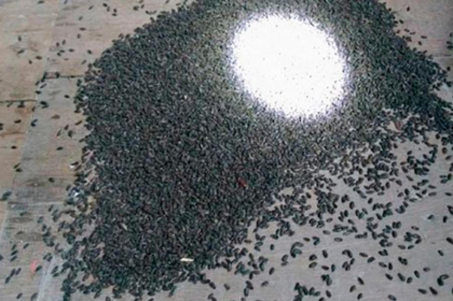 Миллион зловонных жуков выгнал семью из дома