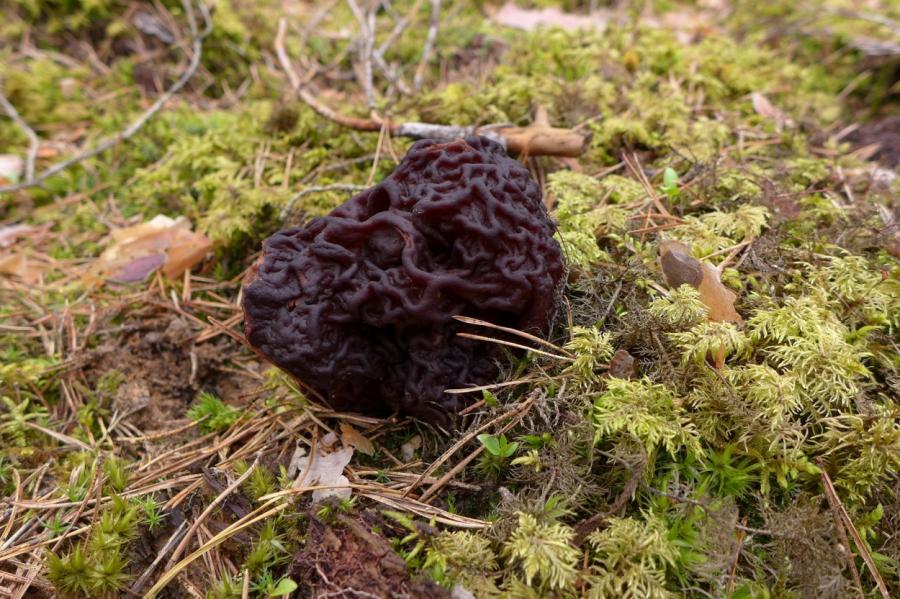 В лесах Латвии появились первые грибы
