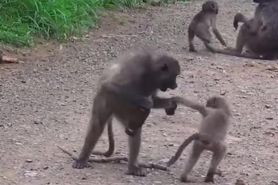 Две обезьяны подрались из-за пивной бутылки