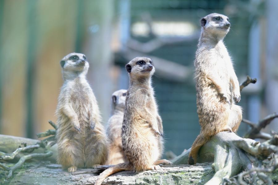 Для посетителей снова открывается Рижский зоопарк и его филиал "Цирули"