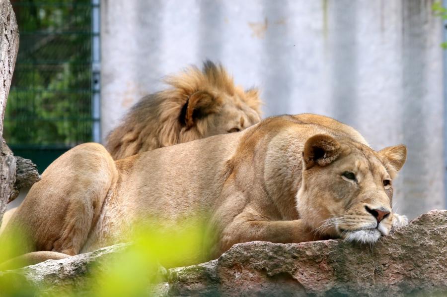 Рижский зоопарк встречает первых за долгое время посетителей (фоторепортаж)