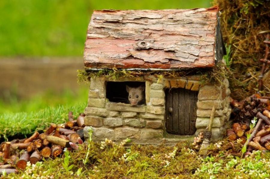 Британец построил "деревню хоббитов" для мышей