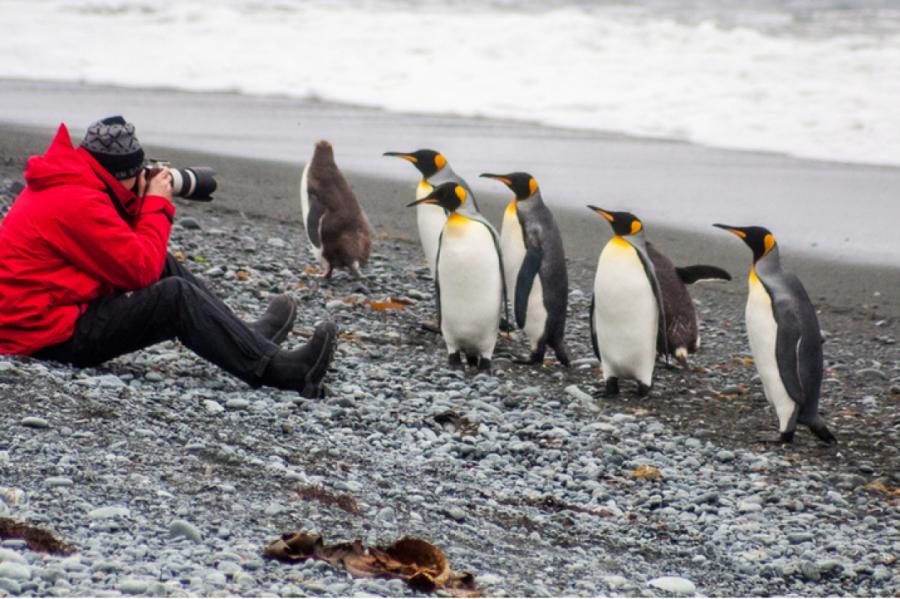 Пингвины атаковали ученых веселящим газом