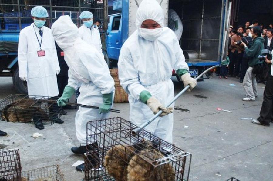 После атаки коронавируса в Ухане запретили торговать дикими животными