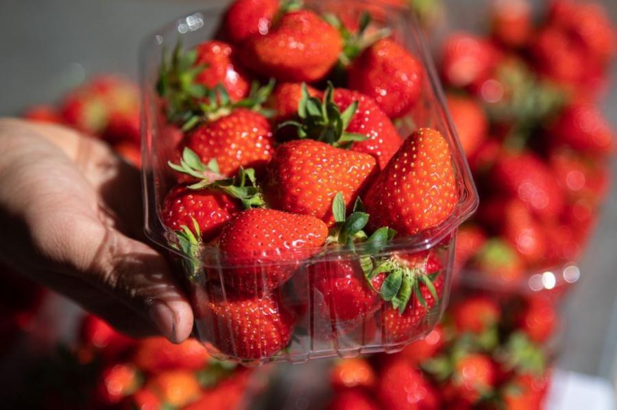Производители клубники бьют тревогу: 70 процентов ягод могут остаться на полях