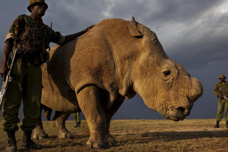 Ученые возродят белого носорога