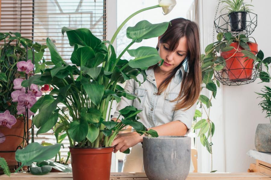 Почему ученые советуют держать растения дома и в офисе