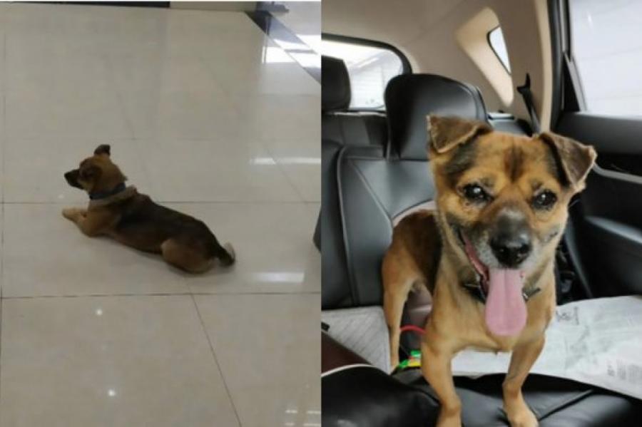 Собака три месяца ждала в больнице своего хозяина, который умер от COVID-19