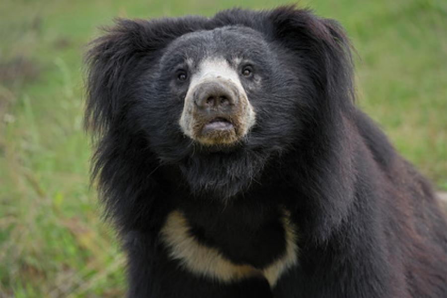 Толпа жестоко расправилась с самым опасным медведем в мире