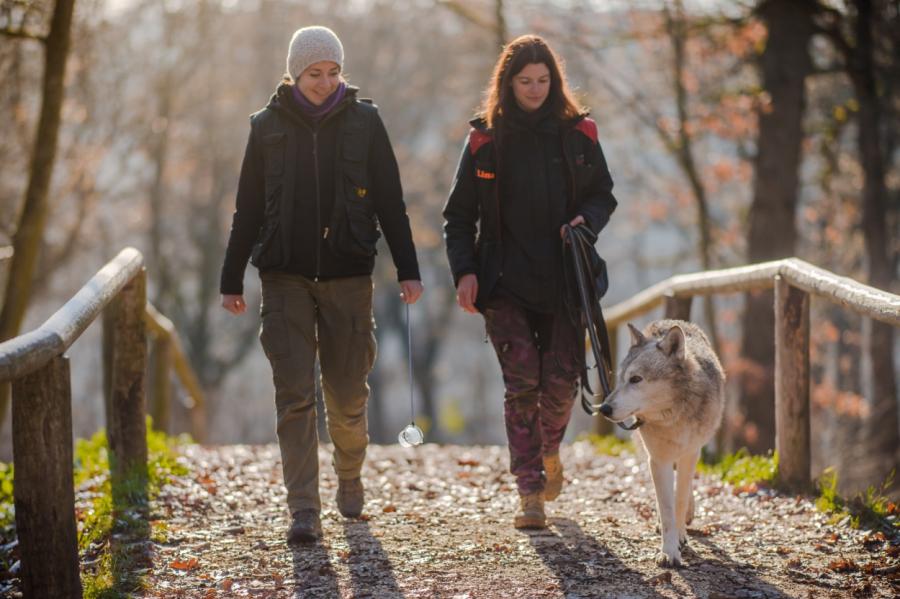 Туристам в Австрии предложили прогулки с волками