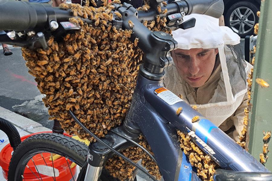 Гигантские шершни проникли в США и с одинаковой легкостью убивают пчел и людей