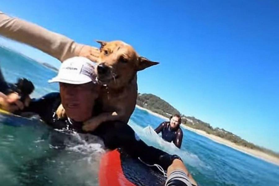 В Австралии серфер спас оказавшуюся за бортом лодки собаку