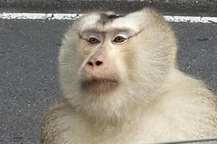 Прикосновение к обезьянам Гибралтара стало преступлением