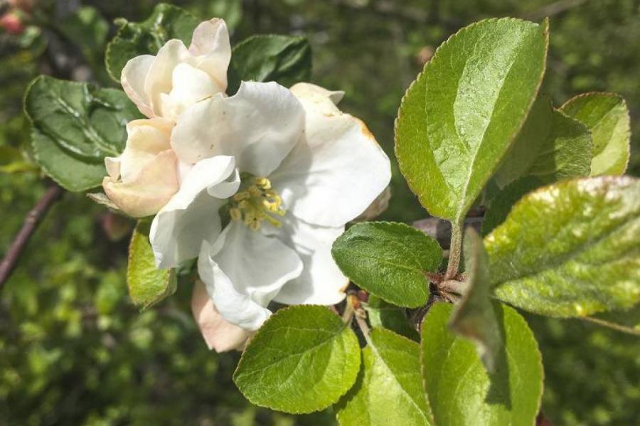 Как ухаживать за яблоней во время цветения