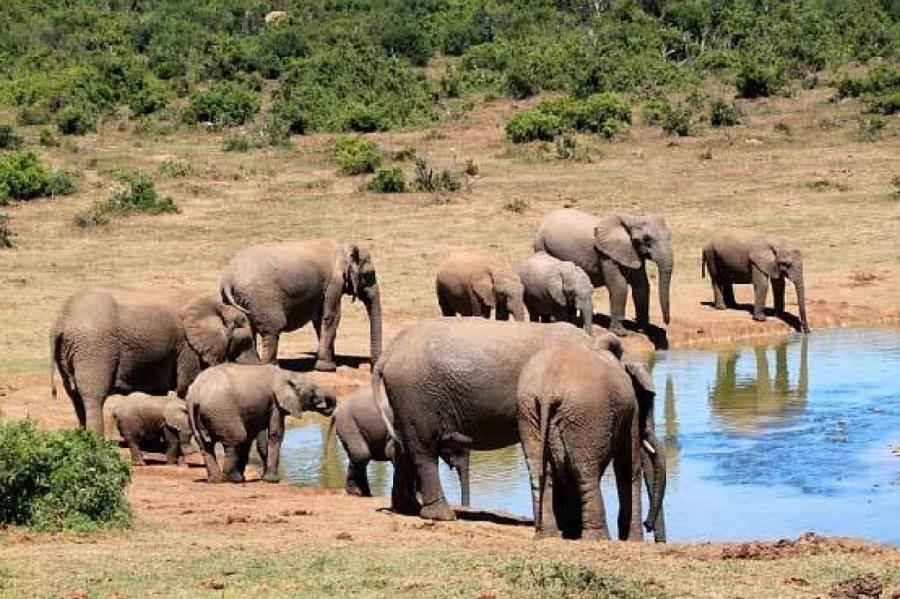 В Ботсване сообщили о загадочной смерти более чем 110 слонов