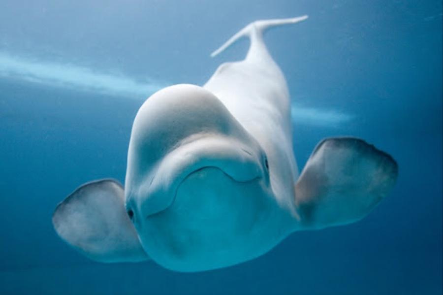 Команда Кусто поддержала инициативу о запрете отлова в РФ китообразных