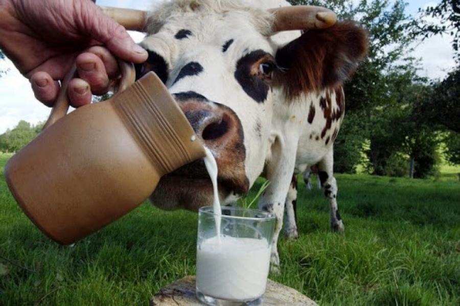 Пить или не пить... Чем опасно молоко?