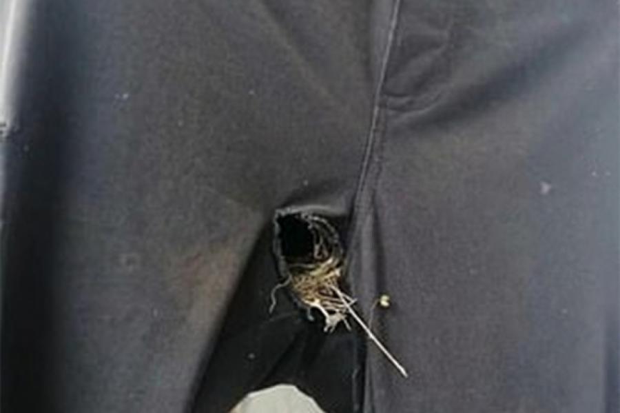 Студент нашел у себя в штанах гнездо с птенцами