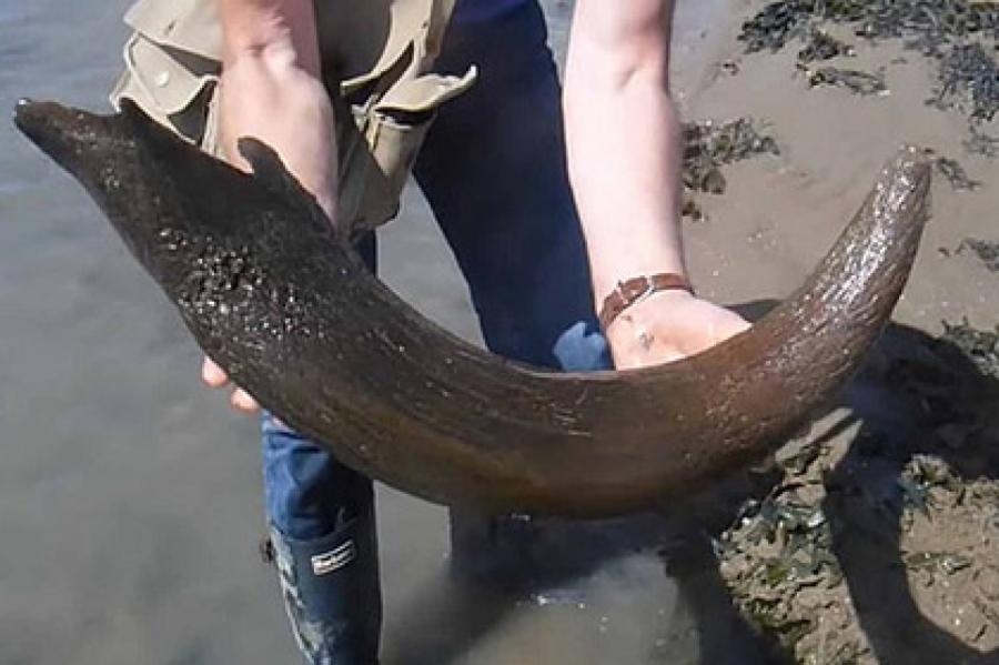 Рыбаки случайно нашли огромный рог ископаемого быка