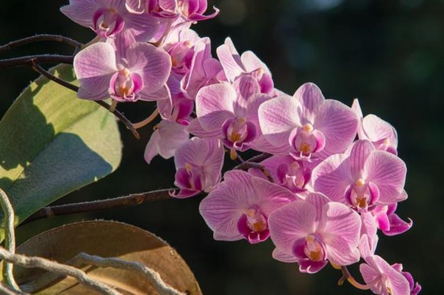 Орхидея "заболела": причины опадания цветков у растения