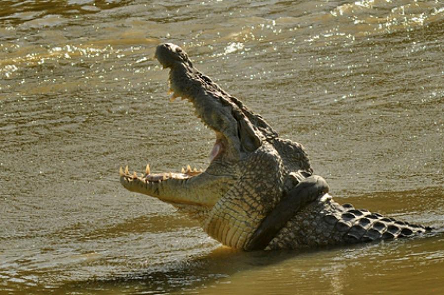 Крокодил утащил мужчину на глазах у его отца