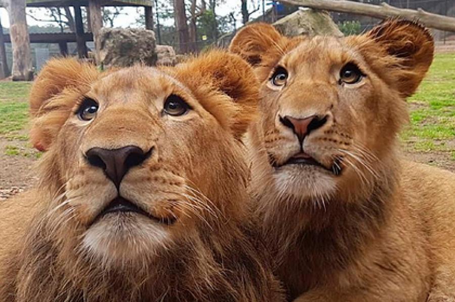 Изувечивших свою смотрительницу агрессивных львов оставили в живых