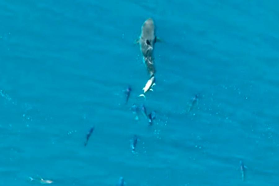 Тунцы догнали акулу-людоеда и принялись чесаться о нее