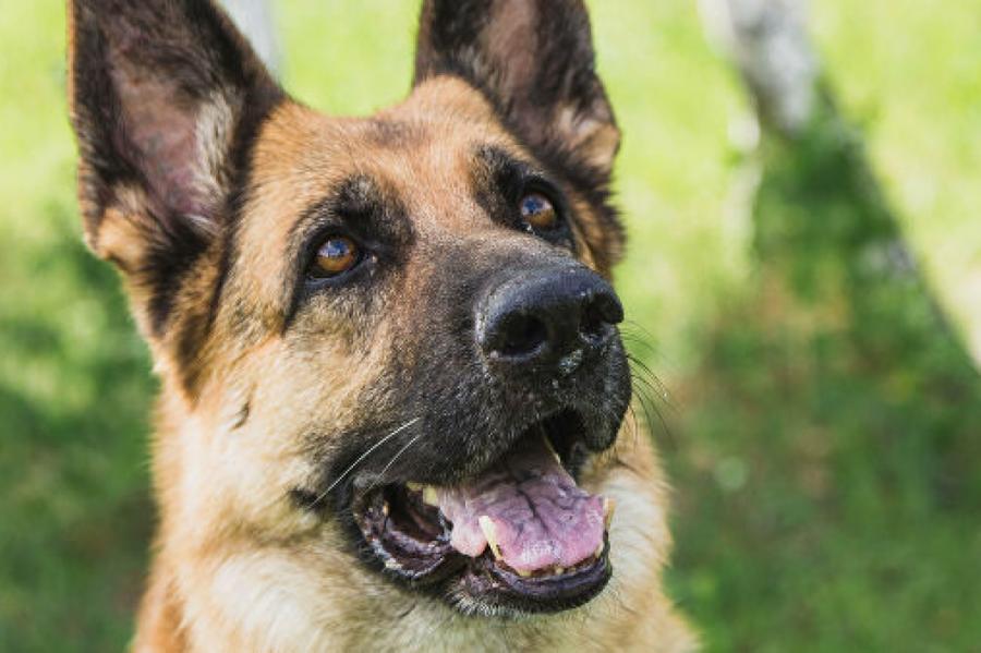 В США впервые нашли заболевшую коронавирусом собаку