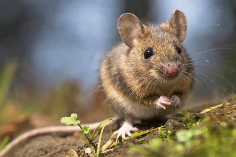 Суд оправдал мужчину, поскольку вещественное доказательство съели мыши
