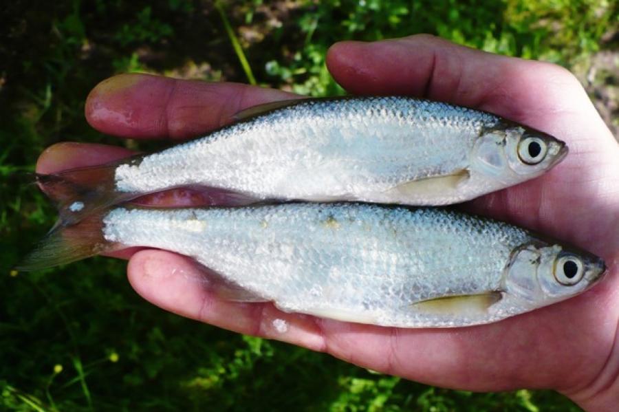 Шеклея — интересная и необычная рыба с оригинальным внешним видом