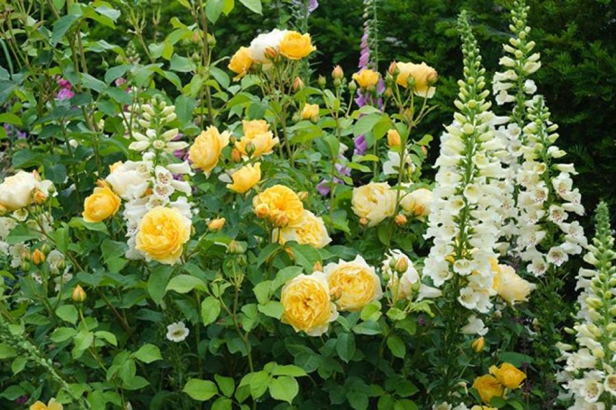 Сад с розами: инвестиции в красоту и гармонию