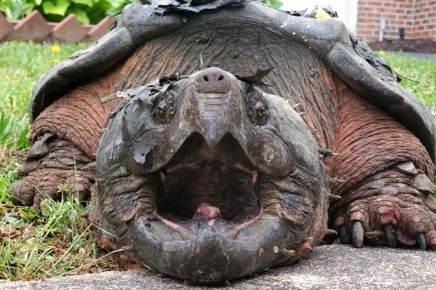 Самые большие черепахи в мире. Фото и описание больших черепах