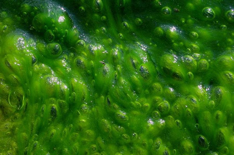 В Балтийском море появились сине-зеленые водоросли
