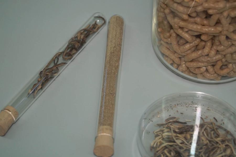В Елгаве вывели червей, которых можно и нужно есть (ВИДЕО)