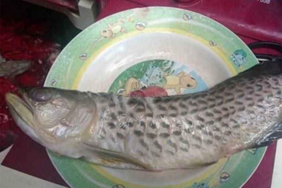 Отец съел дорогую аквариумную рыбку сына и довел его до слез