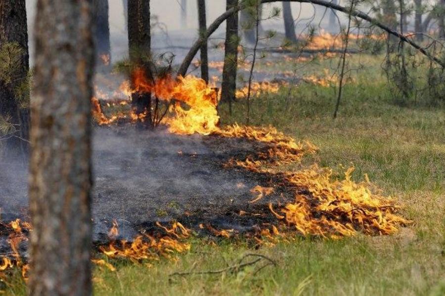 Синоптики предупреждают о высокой пожароопасности в лесах